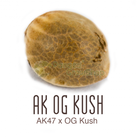 Ak Og Kush