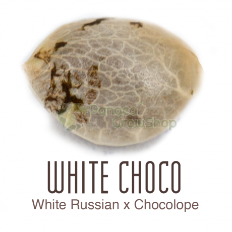 White Choco Feminizadas