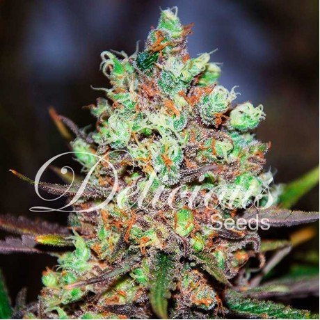 Cotton Candy Kush