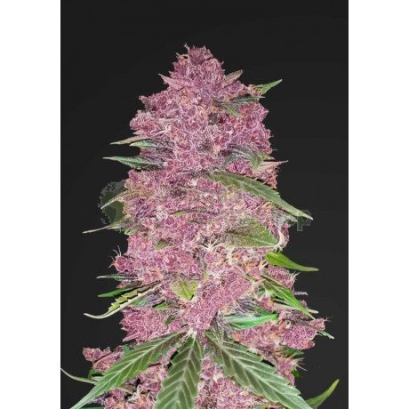 Purple Lemonade Autofloreciente