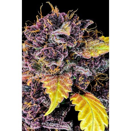 Purple Lemonade Autofloreciente